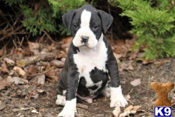 Boxer Puppies for Sale